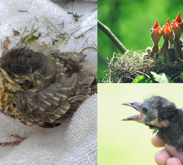 Drei Vogeljunge: eins schläft auf Handtuch, drei rufen hungrig im Nest, ein kahles Küken mit offenem Schnabel wird in Hand gehalten. | © Canva/Collage: bildderfrau.de