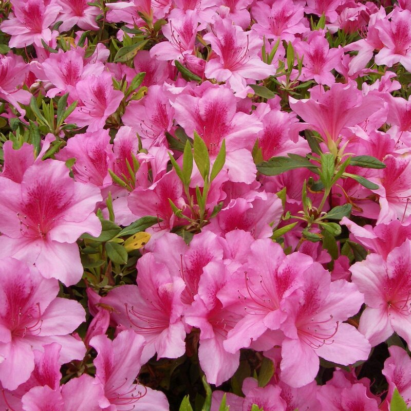 Ein Meer aus leuchtend rosa Azaleenblüten mit grünen Blättern in voller Blüte. | © Shutterstock/feathercollector