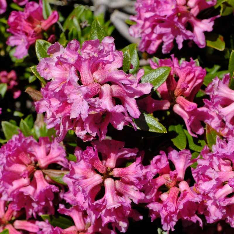 Leuchtend pinke Rhododendronblüten mit gezackten Blütenblättern und grünen Blättern im Sonnenlicht. | © Shutterstock/ErichFend