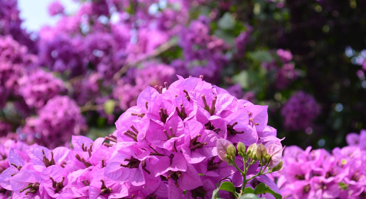 Nahaufnahme von leuchtend lila Rhododendron-Blüten vor unscharfem grün-lila Hintergrund.