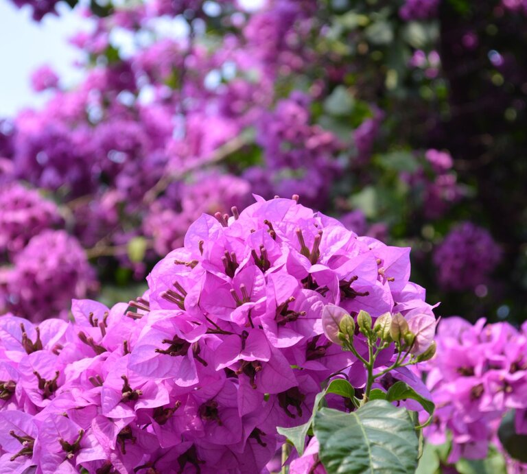 Nahaufnahme von leuchtend lila Rhododendron-Blüten vor unscharfem grün-lila Hintergrund. | © Shutterstock/Dragona99