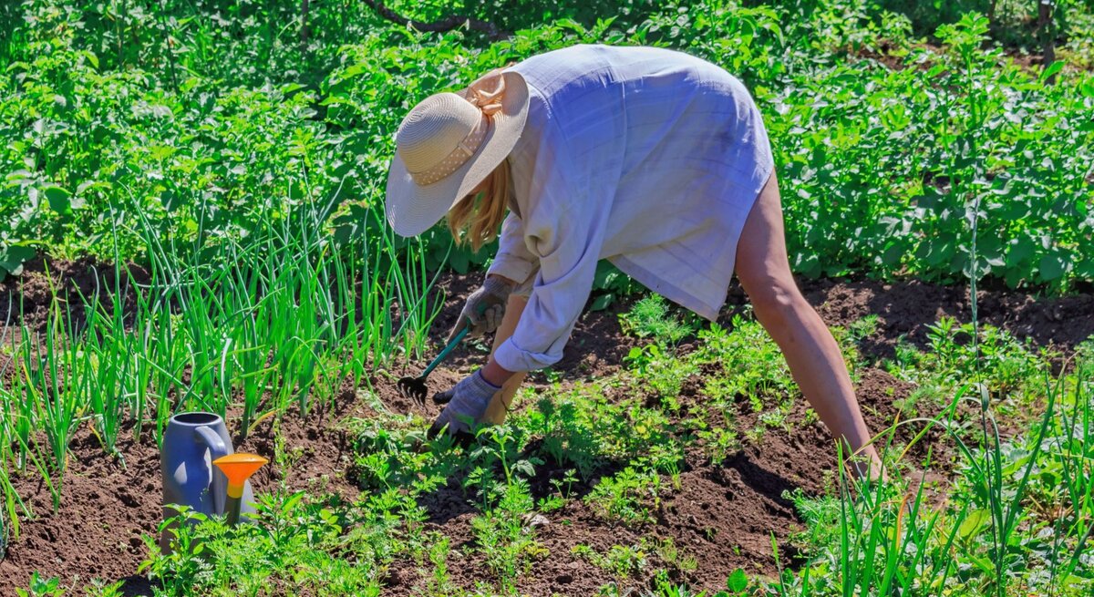Eine junge Frau mit Strohhut und Gartenhandschuhen jätet konzentriert Unkraut im sonnigen Gemüsegarten mit üppigem Grün.