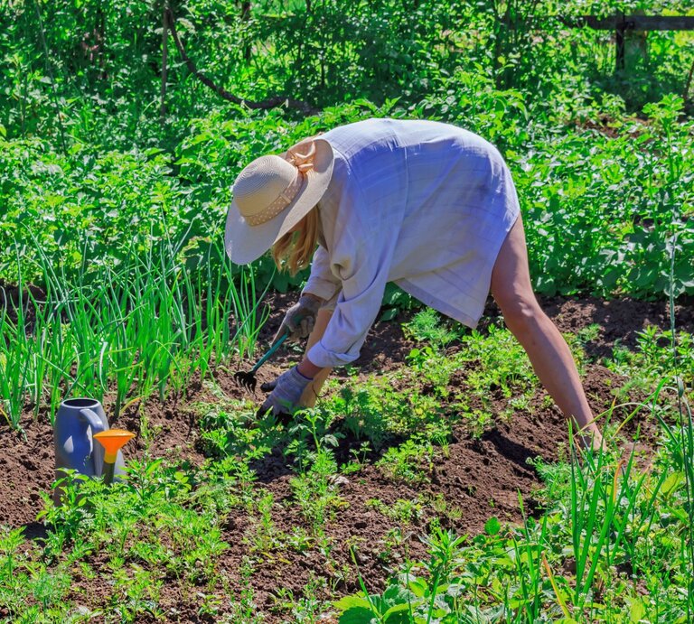 Eine junge Frau mit Strohhut und Gartenhandschuhen jätet konzentriert Unkraut im sonnigen Gemüsegarten mit üppigem Grün. | © Adobe Stock / serge114