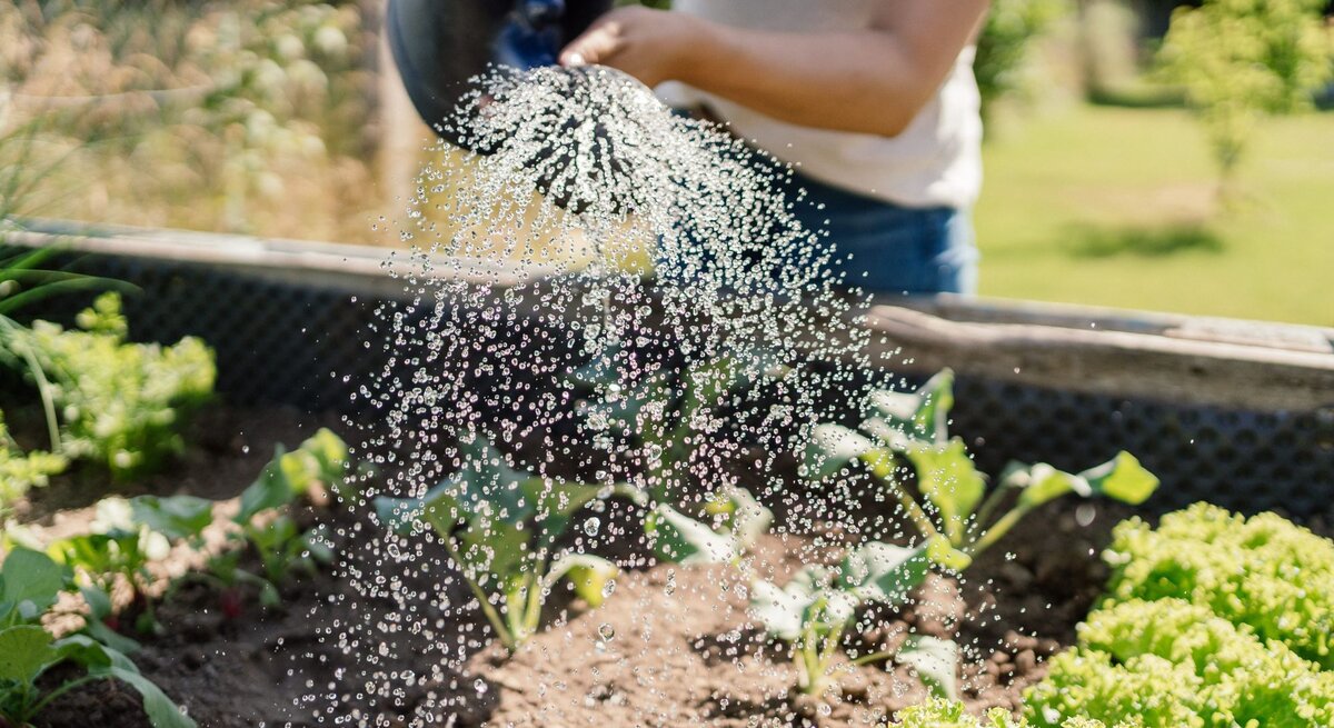 Ein Mensch in Jeans und weißem T-Shirt gießt mit einer blauen Gießkanne frische Salatpflanzen in einem sonnigen Gartenbeet.