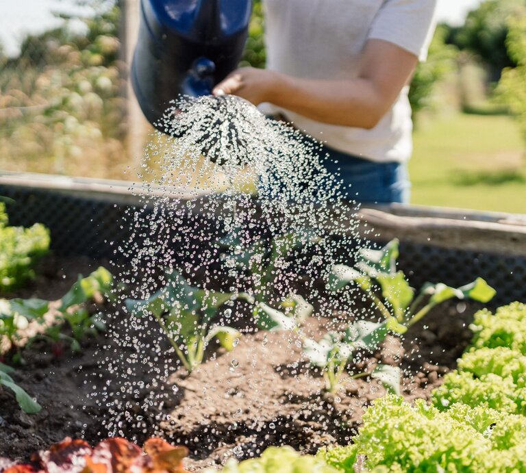 Ein Mensch in Jeans und weißem T-Shirt gießt mit einer blauen Gießkanne frische Salatpflanzen in einem sonnigen Gartenbeet. | © GettyImages/Anna Mardo