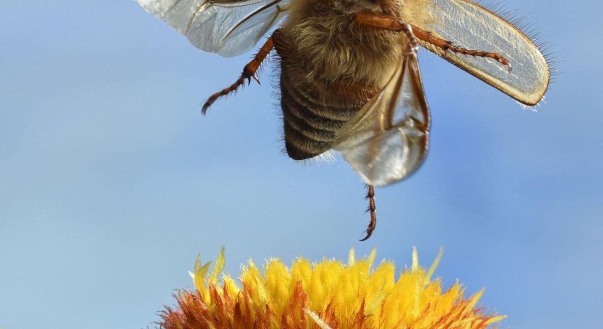 Ein Junikäfer im Flug über einer gelben Blume.