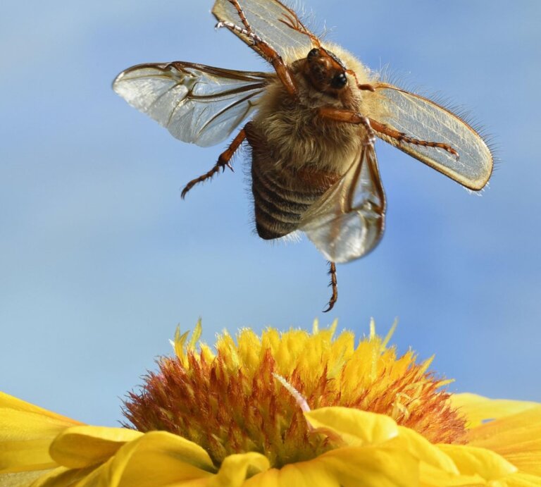 Ein Junikäfer im Flug über einer gelben Blume. | © gettyinmages/Andre Skonieczny