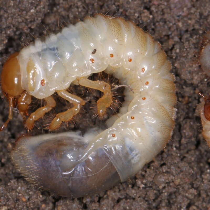 Eine Larve des Blatthornkäfers krümmt sich. | © Shutterstock/Tomasz Klejdysz