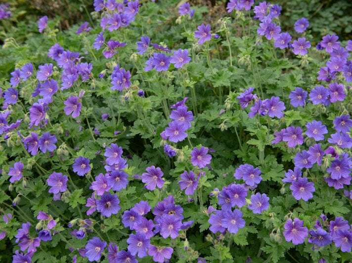 Ein üppiges Beet mit zahlreichen violetten Storchschnabelblüten, umgeben von dichten grünen Blättern. | © Shutterstock/Peter Turner Photography