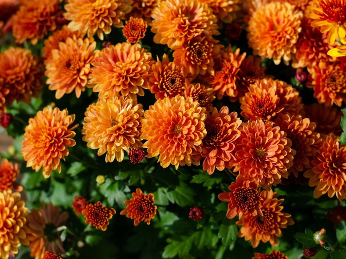 Leuchtend orange Chrysanthemenblüten in voller Blüte, dicht an dicht wachsend, umgeben von grünen Blättern. | © Shutterstock/yarmrtsnk