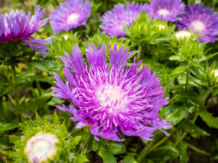 Nahaufnahme von leuchtend violetten Asternblüten mit weißem Zentrum, umgeben von grünen Blättern. | © Shutterstock/Debu55y