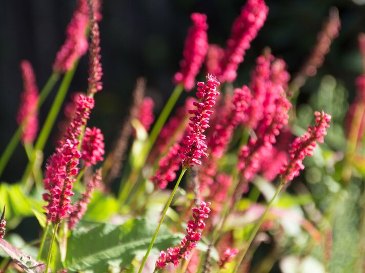 Rote Kerzenknöterichblüten stehen in der Sonne, umgeben von grünem Laub. | © Shutterstock/Landrausch