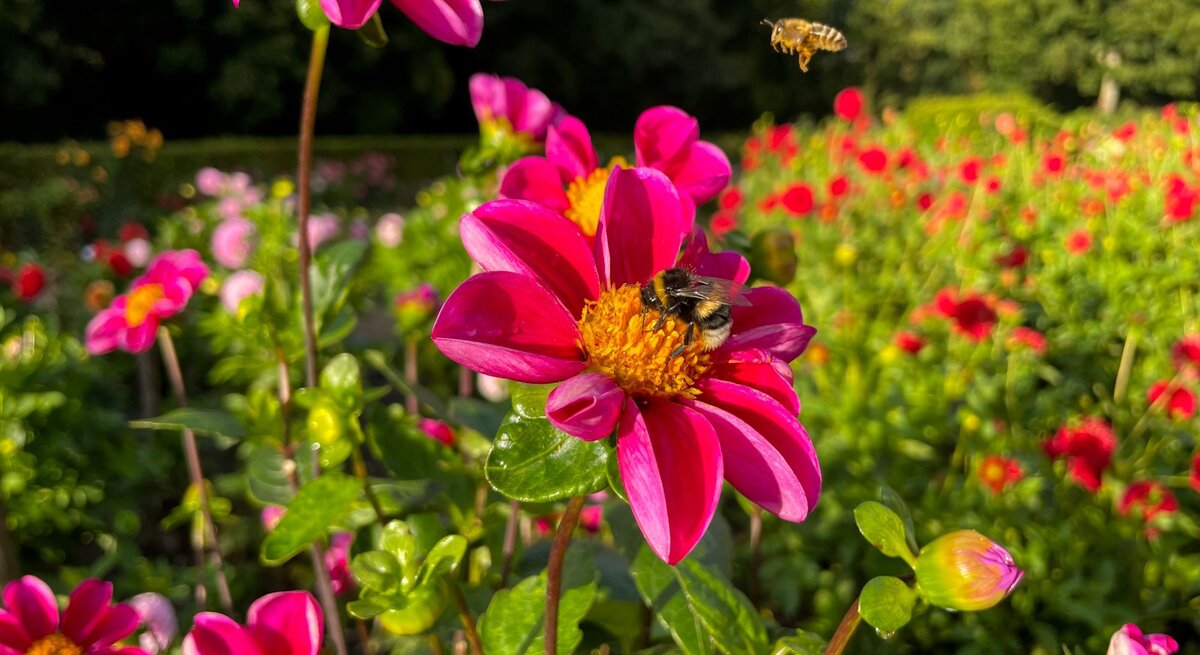 Pinke Dahlien leuchten im Morgenlicht, auf einer Blüte sammelt eine Hummel Nektar, eine Biene schwebt daneben.