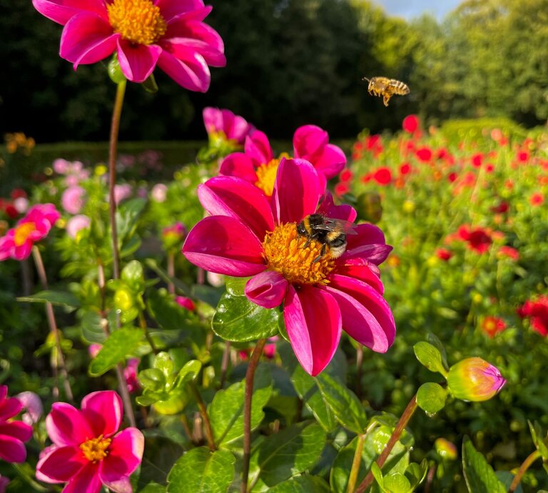 Pinke Dahlien leuchten im Morgenlicht, auf einer Blüte sammelt eine Hummel Nektar, eine Biene schwebt daneben. | © Shutterstock/Lapa Smile