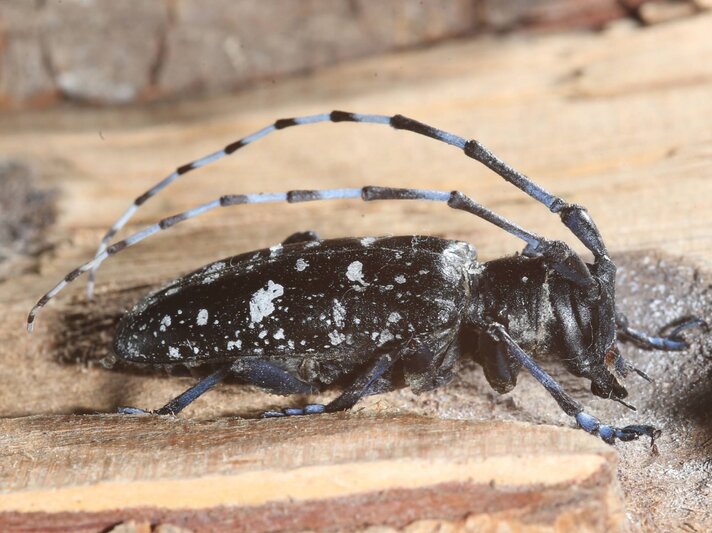  Asiatischer Holzbockkäfer, der auf einem Stück Holz sitzt. Der Käfer ist schwarz mit weißen Flecken auf seinem Körper und hat lange, gestreifte Fühler. Sein Körperbau ist robust und die kräftigen Beine sind gut sichtbar.  | © imago images / Steffen Schellhorn