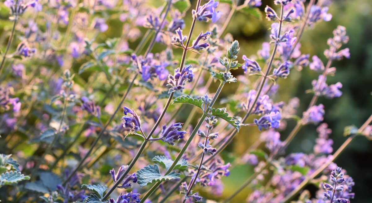 Feld aus lila Blüten auf grünen Stängeln, beleuchtet durch sanftes Abendlicht.