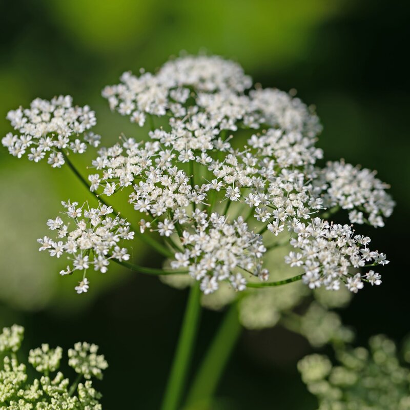 Die weißen Blüten von Giersch in Nahaufnahme. | © Shutterstock/M. Schuppich