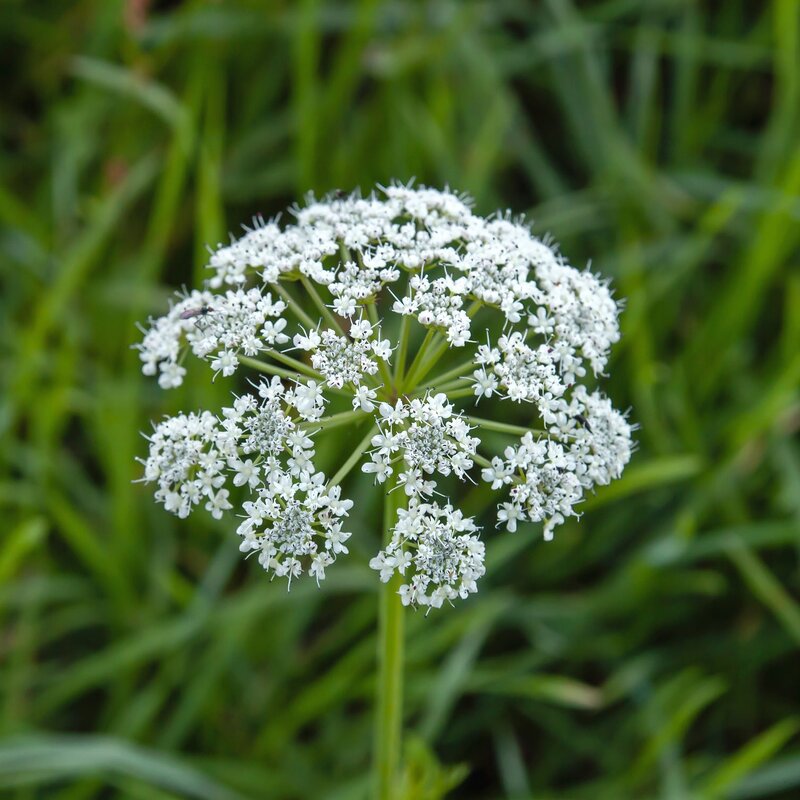 Die weißen Blüten des Schierlings in Nahaufnahme. | © Shutterstock/jessicahyde