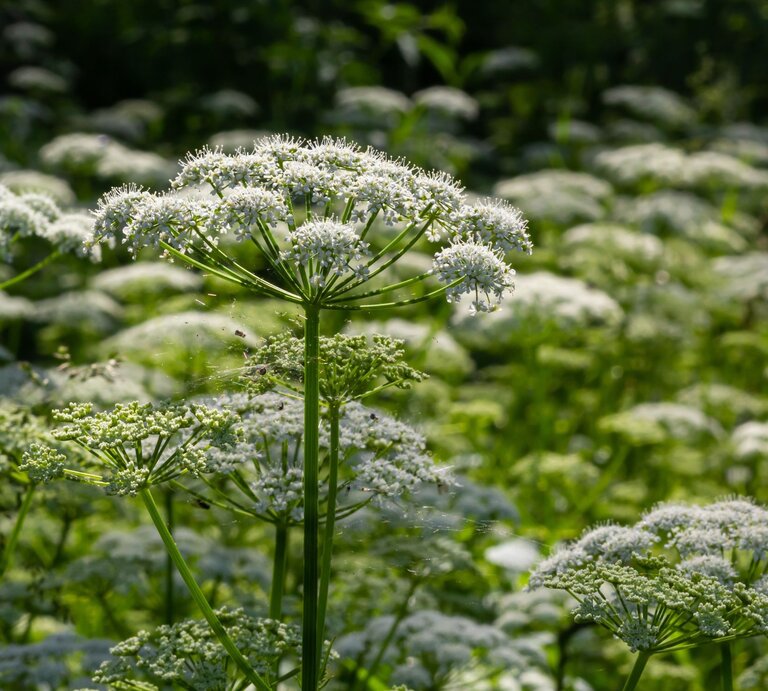 Üppiges Feld mit weißem Giersch, umgeben von grünem Laub. | © Shutterstock/olko1975
