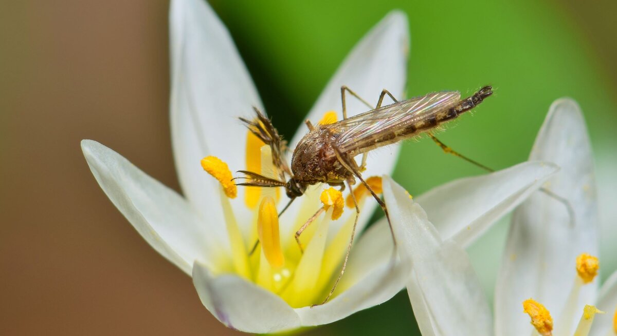 Eine Stechmücke sitzt auf einer weißen blühenden Blume.