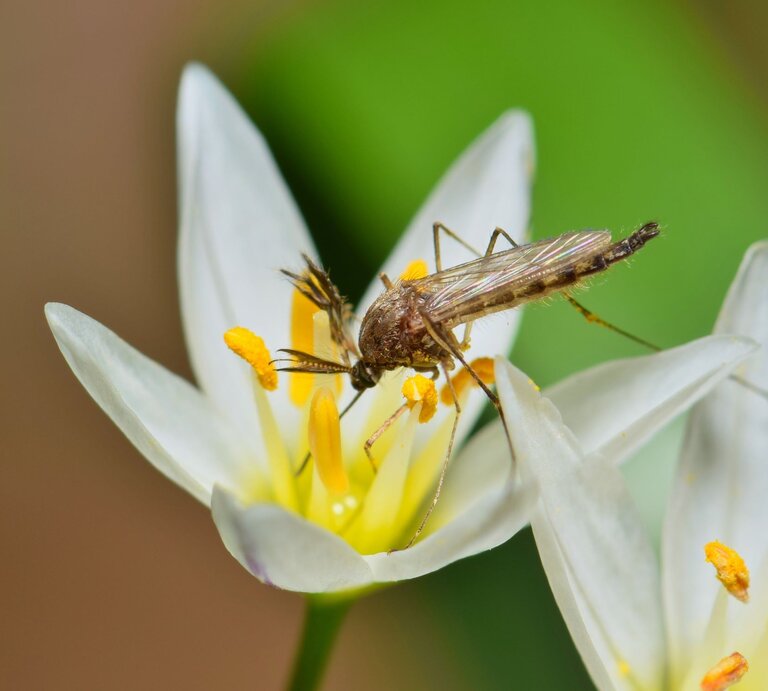 Eine Stechmücke sitzt auf einer weißen blühenden Blume. | © Shutterstock/Brett Hondow