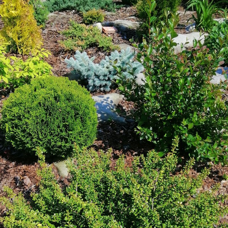 Sorgfältig gepflegter Ziergarten mit verschiedenfarbigen Büschen und Rindenmulch bedecktem Boden. | © Shutterstock/Helen Pitt