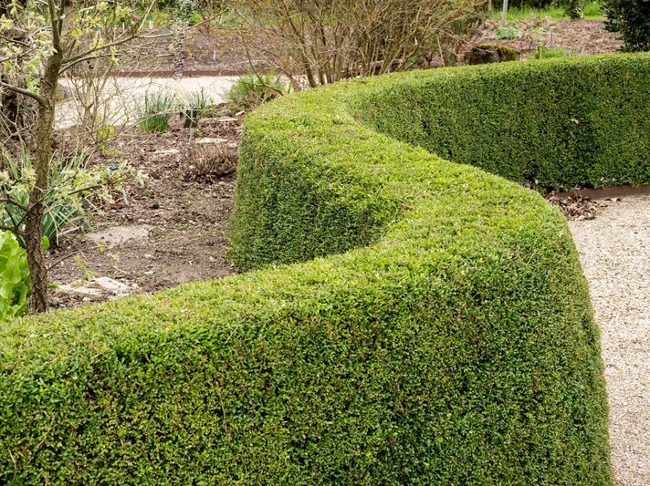 Dicht wachsende Heckenkirsche dient als Hecke und Beetbegrenzung. | © Shutterstock/Wiert nieuman