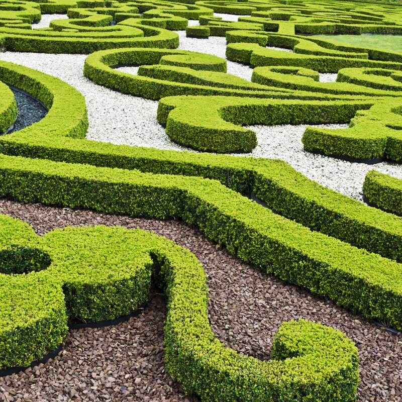 Buchsbäume sind komplex geschnitten worden und ähneln einem Labyrinth. | © Shutterstock/Twin Design