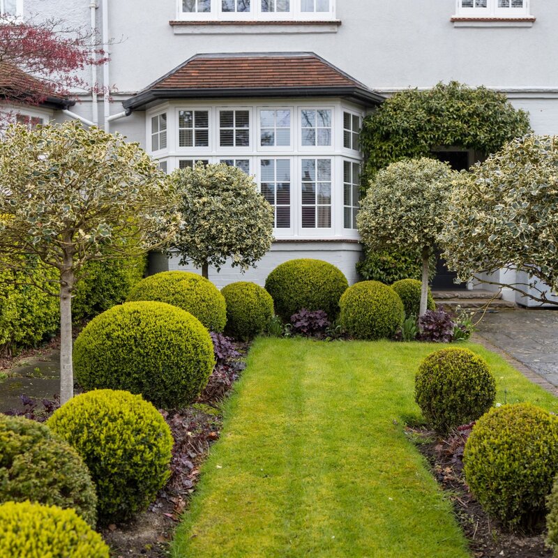 In einem Garten wachsen Buchsbäume in Form einer Kugel. | © Shutterstock/Elena Rostunova