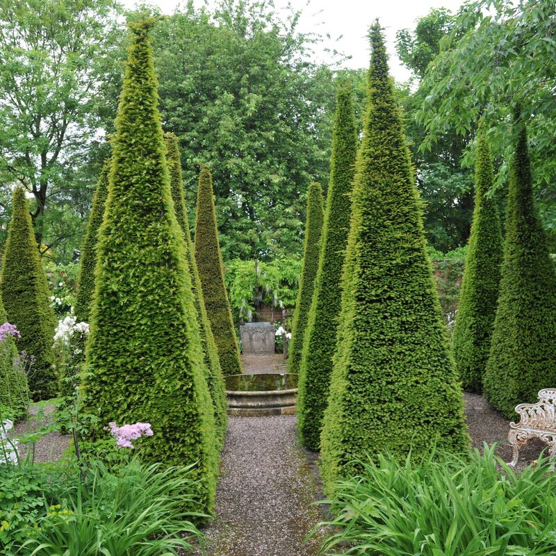 Buchsbäume in einem Garten sind pyramidenförmig geschnitten. | © Shutterstock/Sergey V Kalyakin