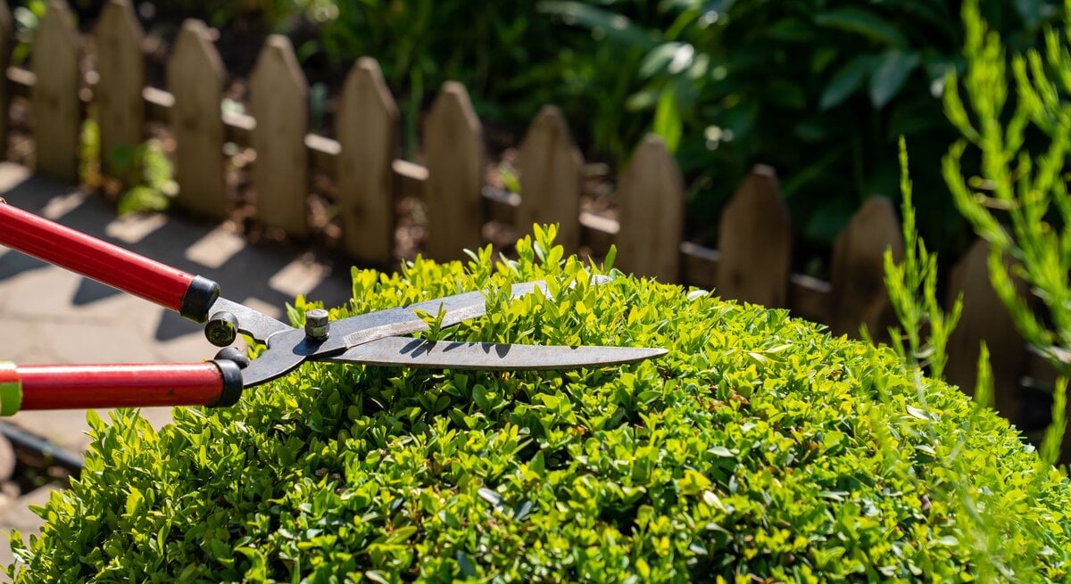 Gartenarbeit im Sonnenschein: Mit einer Heckenschere wird Buchsbaum gestutzt vor rustikalem Holzzaun.