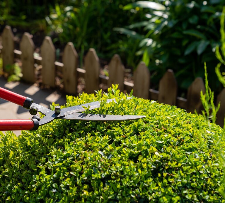 Gartenarbeit im Sonnenschein: Mit einer Heckenschere wird Buchsbaum gestutzt vor rustikalem Holzzaun. | © Shutterstock/Andrey Sayfutdinov