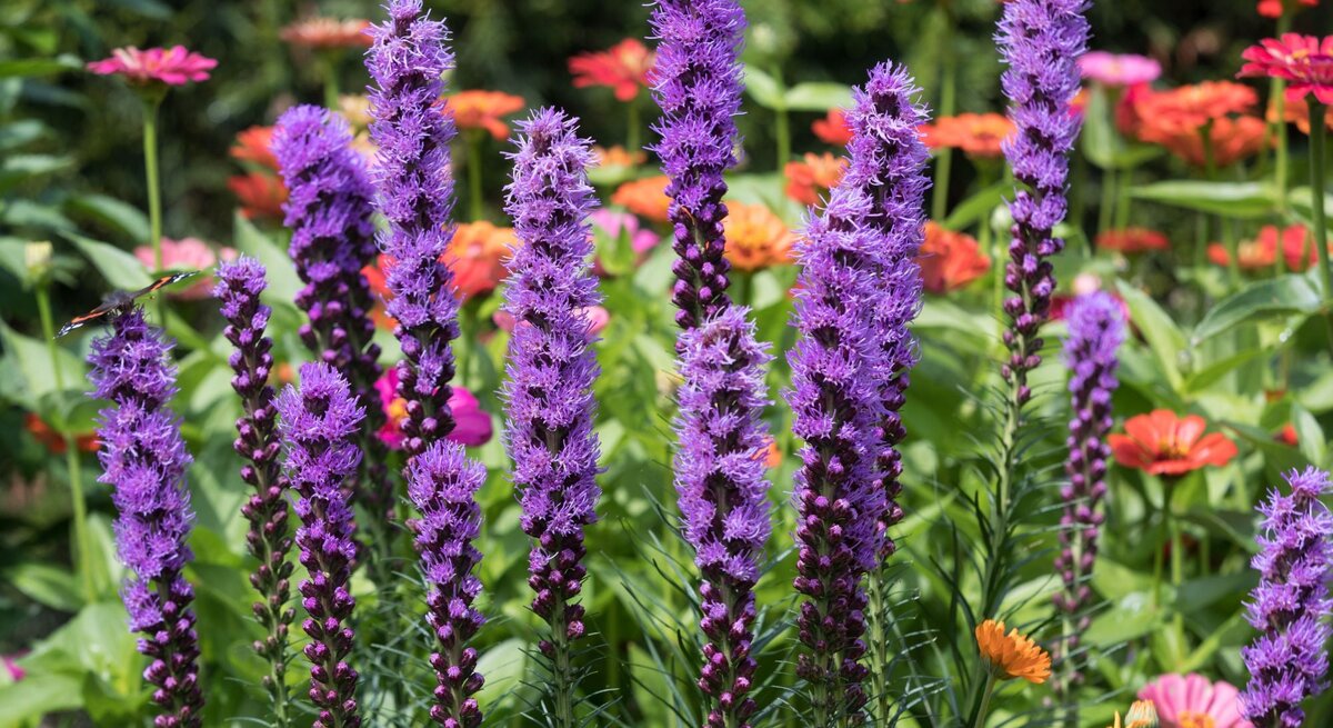Blütenkerzen der Prachtscharte in intensivem Violett vor einem Hintergrund aus Zinnien.