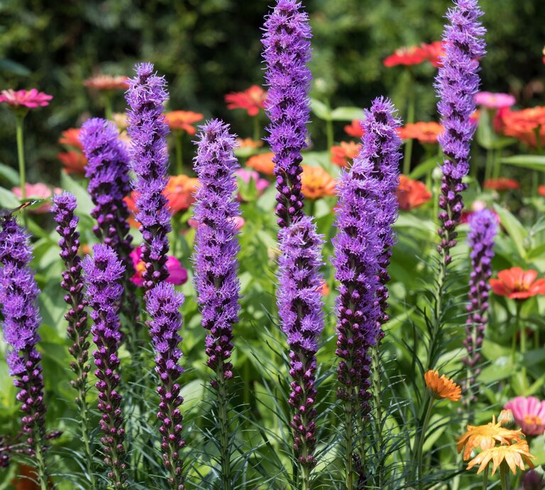 Blütenkerzen der Prachtscharte in intensivem Violett vor einem Hintergrund aus Zinnien. | © Shutterstock/wjarek