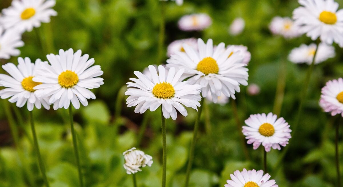 Frische Gänseblümchen mit weißen Blüten und gelben Köpfen, umgeben von saftigem Grün.