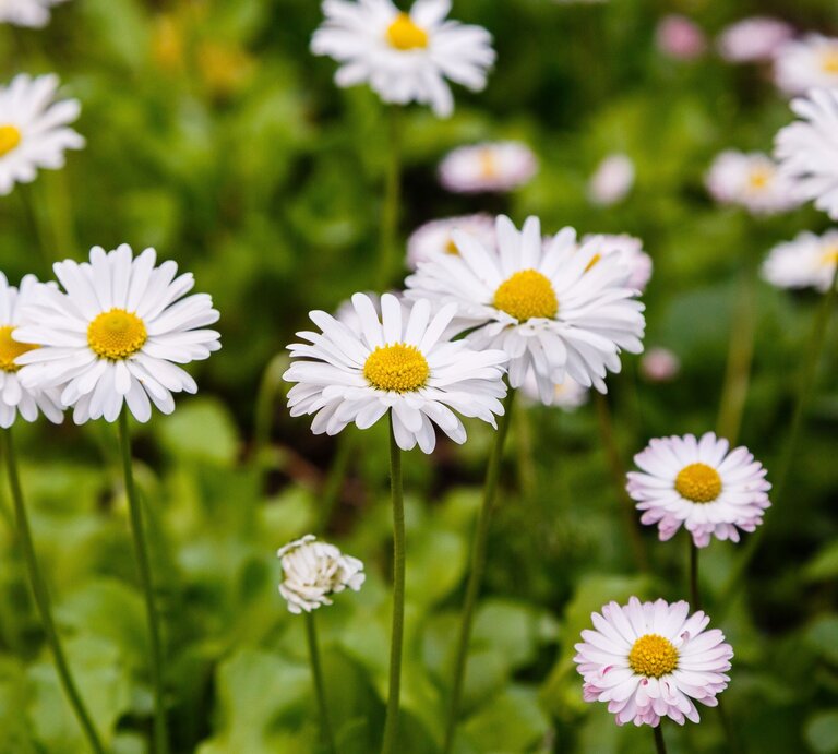 Frische Gänseblümchen mit weißen Blüten und gelben Köpfen, umgeben von saftigem Grün. | © Shutterstock/Flower_Garden