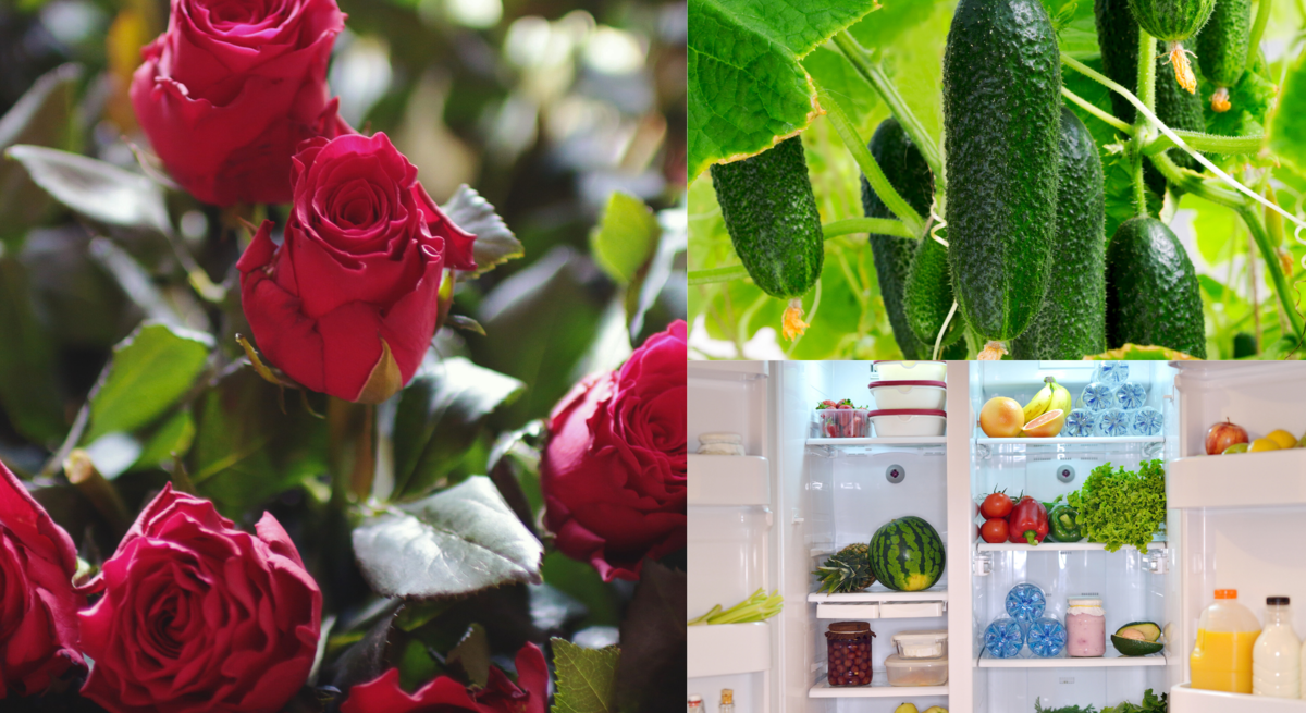 Frische rote Rosen, knackige Gurken an der Pflanze und ein prall gefüllter Kühlschrank mit Obst und Gemüse im Vergleich.