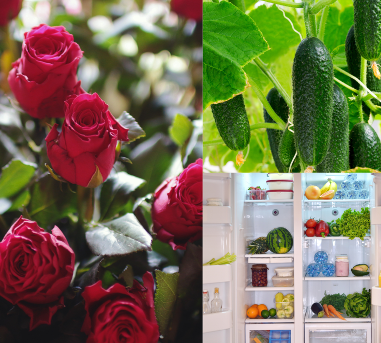 Frische rote Rosen, knackige Gurken an der Pflanze und ein prall gefüllter Kühlschrank mit Obst und Gemüse im Vergleich. | © Canva/Collage: bildderfrau.de
