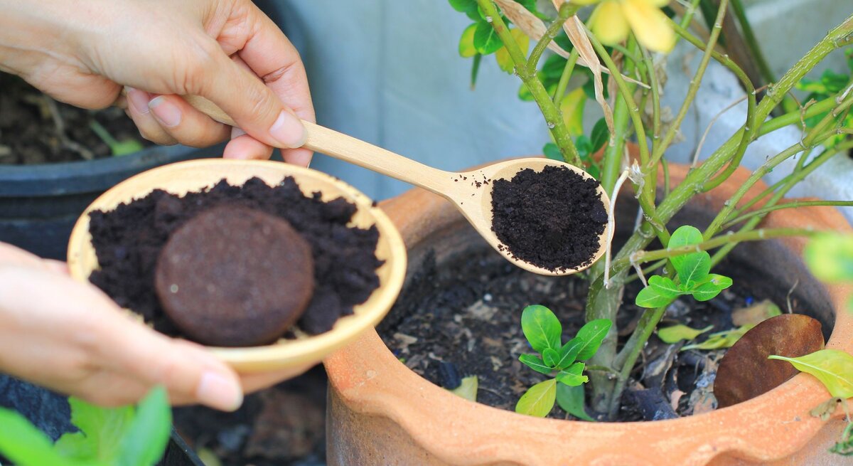 Die Erde einer Kübelpflanze wird mit Kaffeesatz auf einem Holzlöffel bestreut. Noch mehr Kaffeesatz ist einer Schüssel.