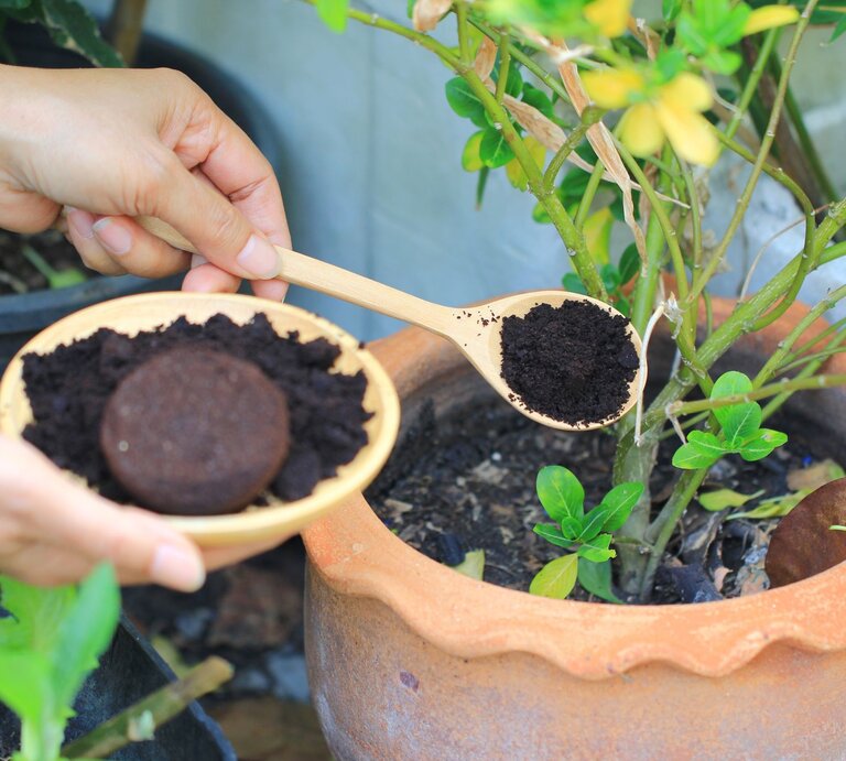 Die Erde einer Kübelpflanze wird mit Kaffeesatz auf einem Holzlöffel bestreut. Noch mehr Kaffeesatz ist einer Schüssel. | © Shutterstock/Monthira