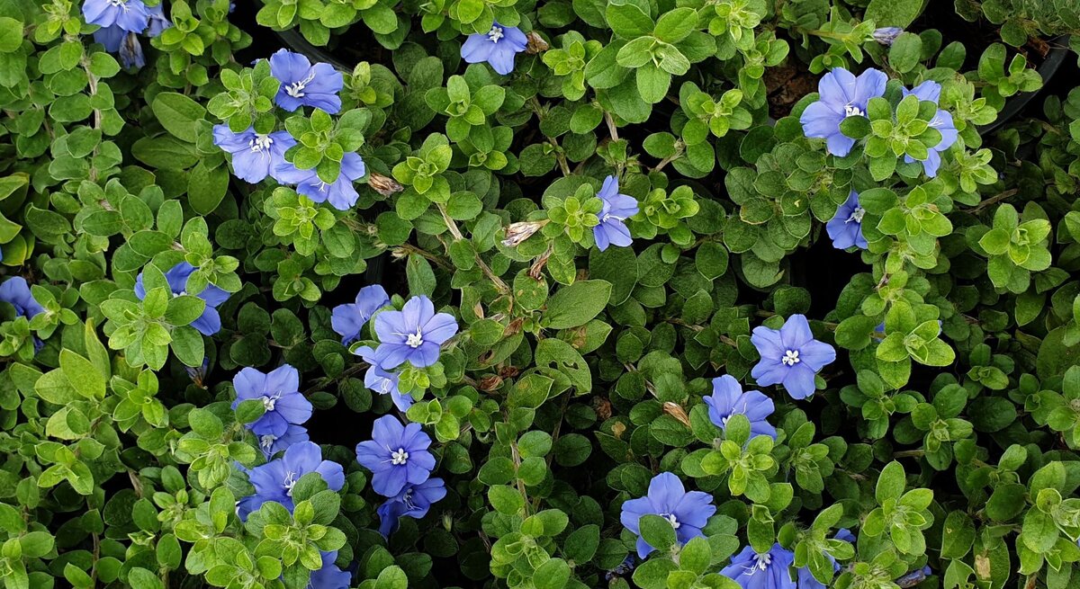 Blaue Blüten eingebettet in ein Meer aus grünen Blättern.