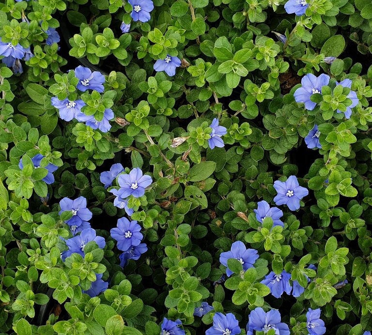 Blaue Blüten eingebettet in ein Meer aus grünen Blättern. | © Shutterstock/RJ22