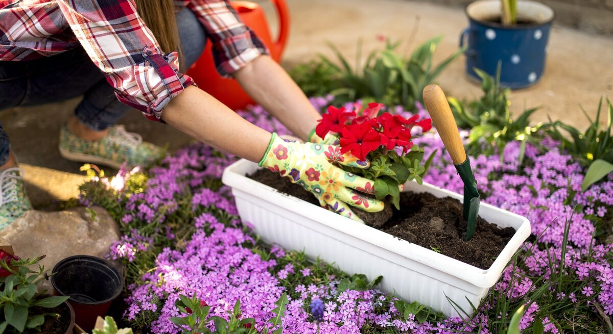 Eine Frau pflanzt Blumen in einen Kübel. Sie trägt dabei Handschuhe und kniet vor einem Beet.
