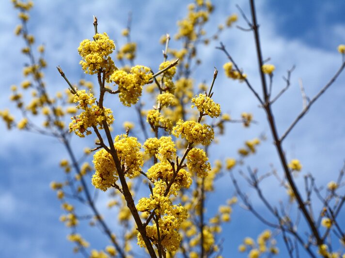 Leuchtend gelbe Kornelkirsche wächst vor blauem Himmel. | © Shutterstock/milart