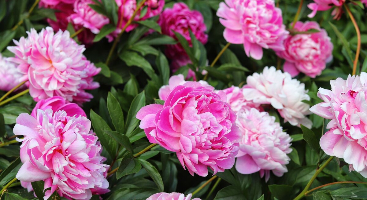 Voll erblühte rosa Pfingstrosen mit zarten weißen Rändern in üppigem Grün.
