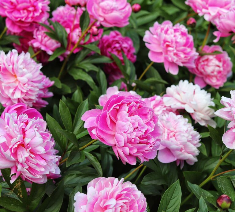 Voll erblühte rosa Pfingstrosen mit zarten weißen Rändern in üppigem Grün. | © Shutterstock/Kabar