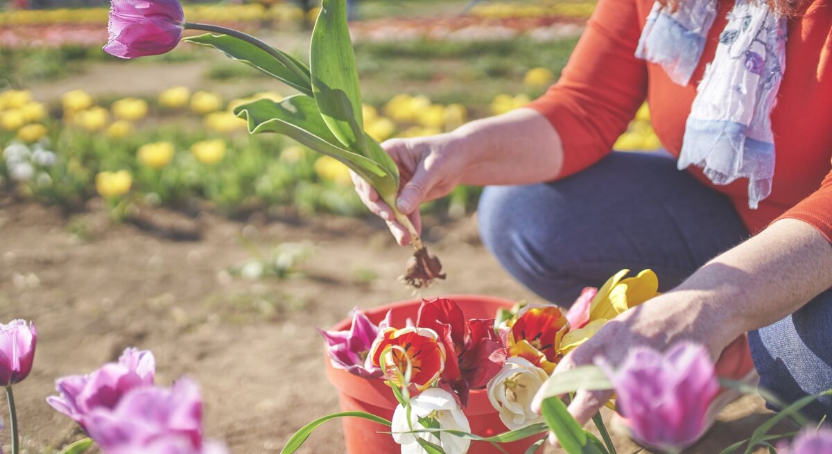 Frau mit orangefarbenem Oberteil pflückt bunte Tulpen in einem blühenden Feld an einem sonnigen Tag.