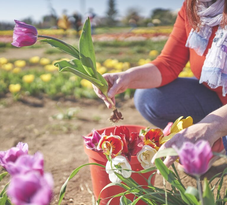 Frau mit orangefarbenem Oberteil pflückt bunte Tulpen in einem blühenden Feld an einem sonnigen Tag. | © GettyImages/Nico De Pasquale Photography