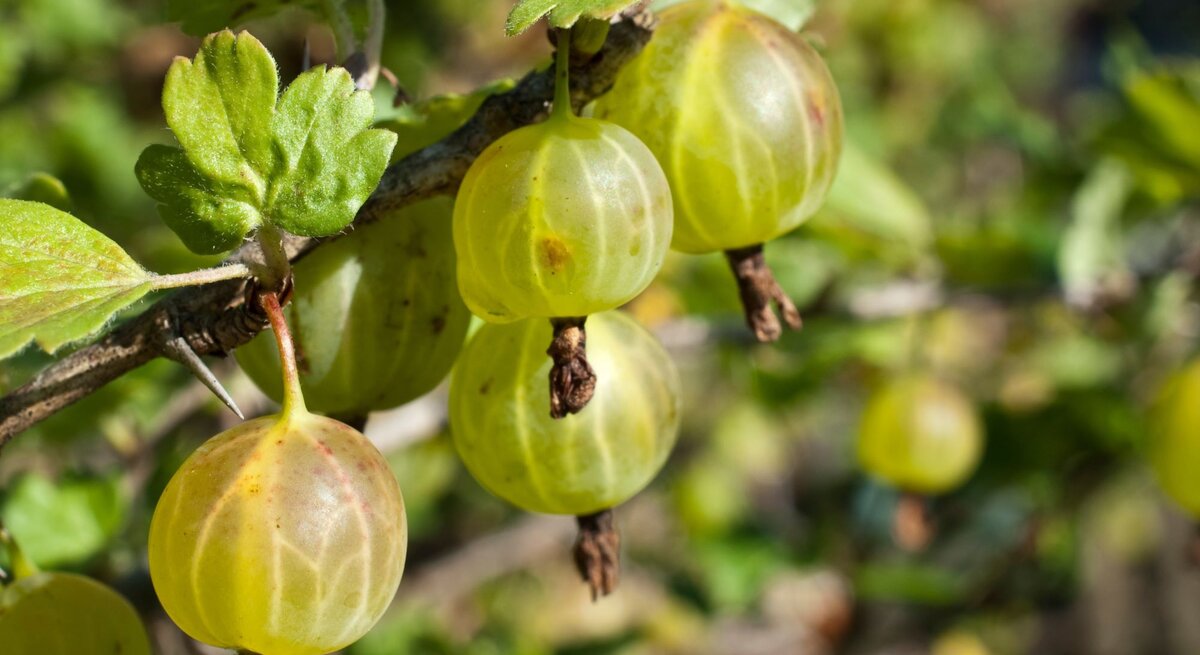 Grüne Stachelbeeren an einem Zweig mit Blattwerk im Gartenlicht.