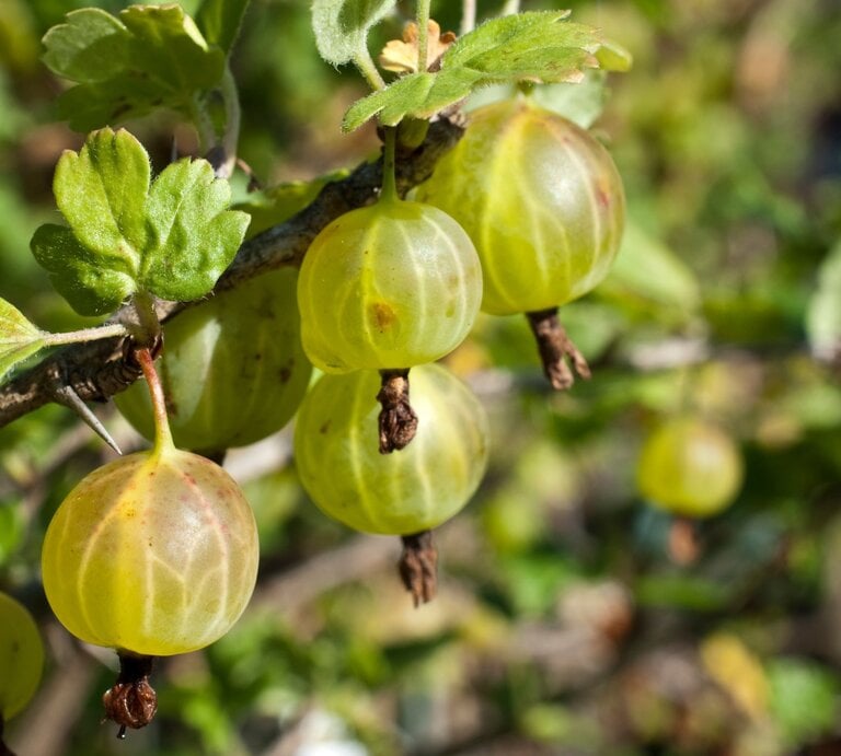 Grüne Stachelbeeren an einem Zweig mit Blattwerk im Gartenlicht. | © Adobe Stock/ Sonja Birkelbach